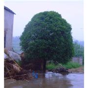 独杆金桂