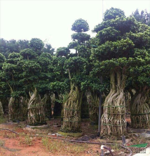 点击查看大图