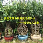 万株三红紫薇 美国紫薇 红叶紫薇精品造型