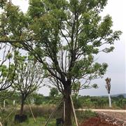 18CM精品全冠香樟容器香樟移植香樟