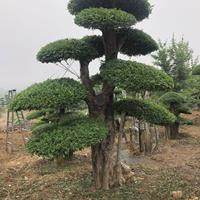 京山30公分对节白蜡