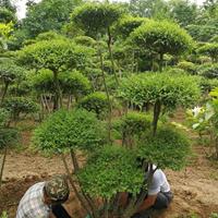 小叶女贞造型树修剪方法技巧