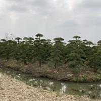 潢川县 苗圃基地 精品 小叶女贞造型树